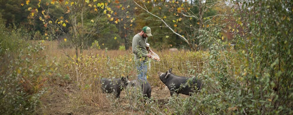 farmer with free range pastured pigs