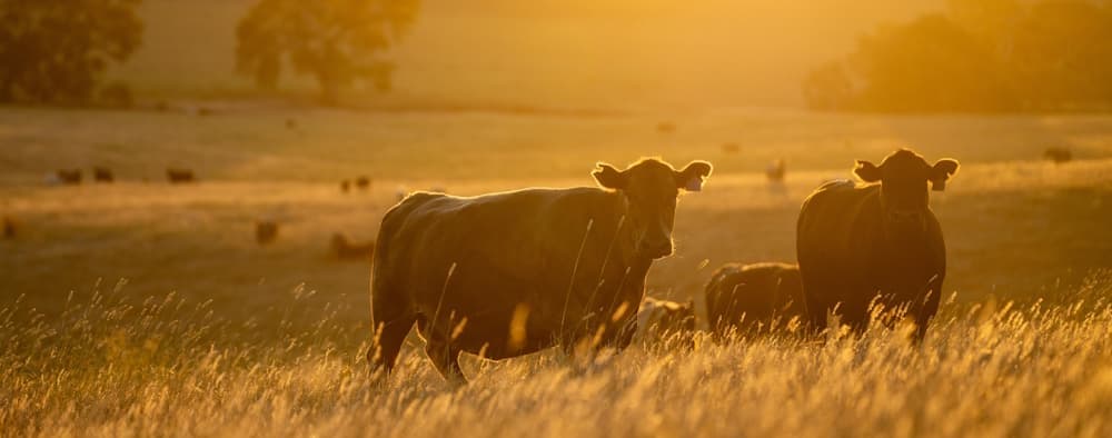 free range cattle at sunset
