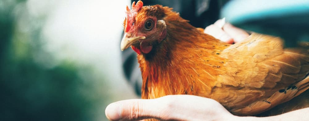 woman holding free range chicken