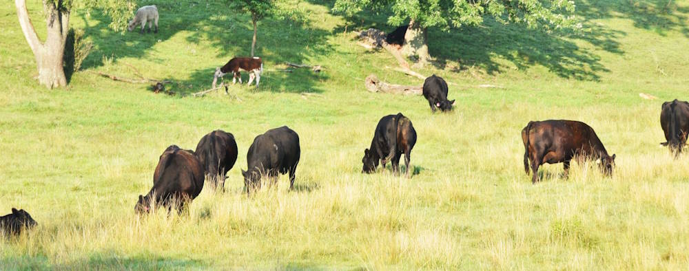 grass fed beef in pasture