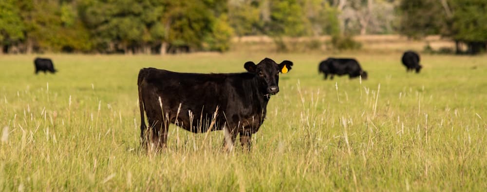 pastured grass fed nebraska beef cattle