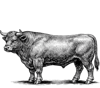 natural grass-fed cattle on nebraska pasture -- pawnee pride meats