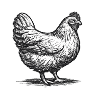 Chicken icon - pawnee pride pasture raised whole chickens