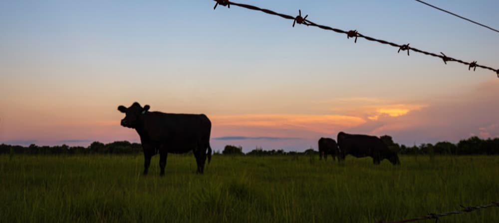 grass-fed cattle grazing on nebraska pasture in evening
