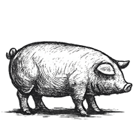 Pig icon - pasture raised pork in eastern nebraska