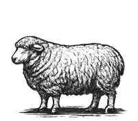 Sheep icon - lamb meat for sale from pawnee pride meats